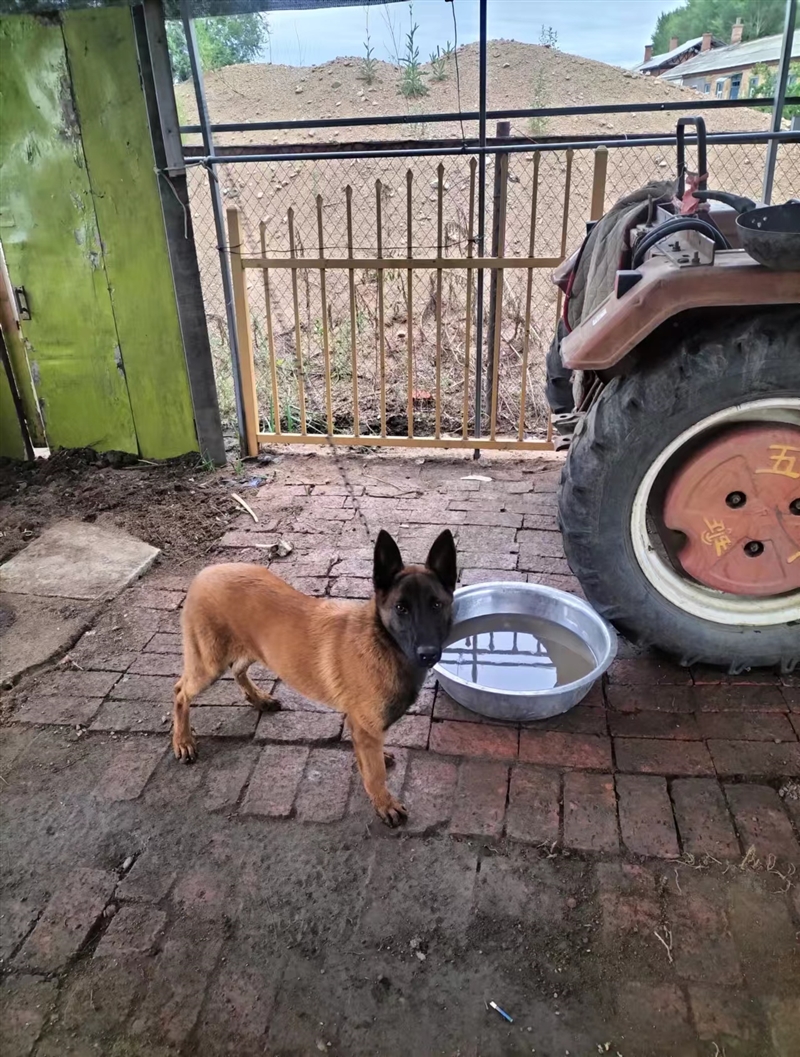 出售母马犬6个月大